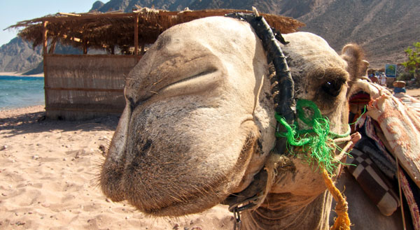 Happy Camel