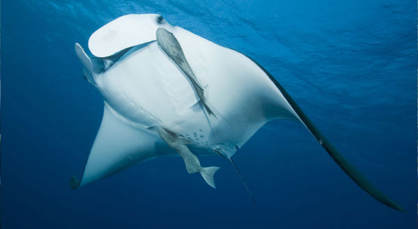 Manta Ray