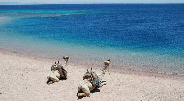 Camels at the Red Sea shore, Ras Abu Gallum camel trip