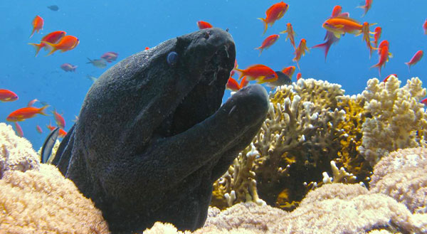 Giant Moray