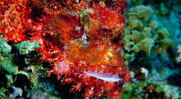 Scorpionfish