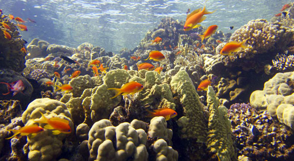 Underwater diversity