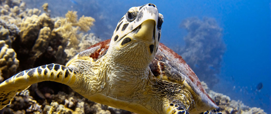 Hawksbill Turtle