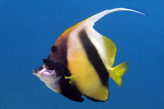 Bannerfish