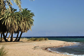 Beach with palm trees