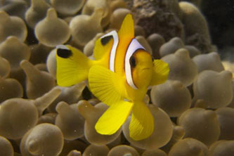 Clownfish