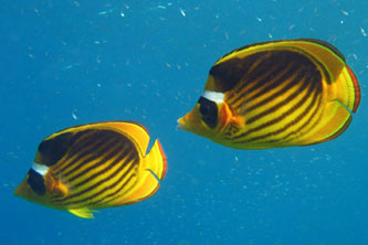 Dahab Underwater Paradise