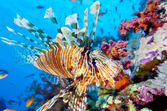 Lionfish