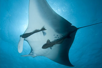 Manta Ray