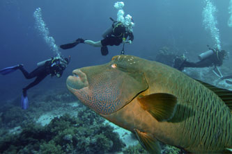 Napoleon wrasse