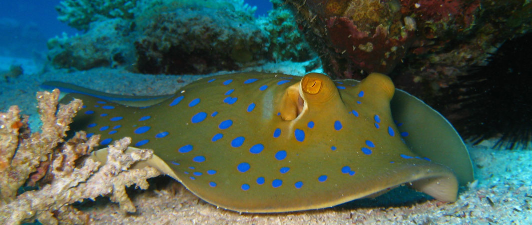 Red Sea Underwater