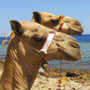 Camels at Blue Hole