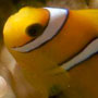 Clownfish