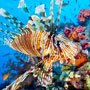 Lionfish